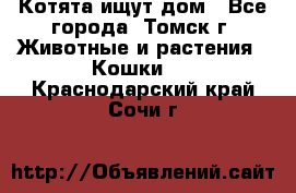 Котята ищут дом - Все города, Томск г. Животные и растения » Кошки   . Краснодарский край,Сочи г.